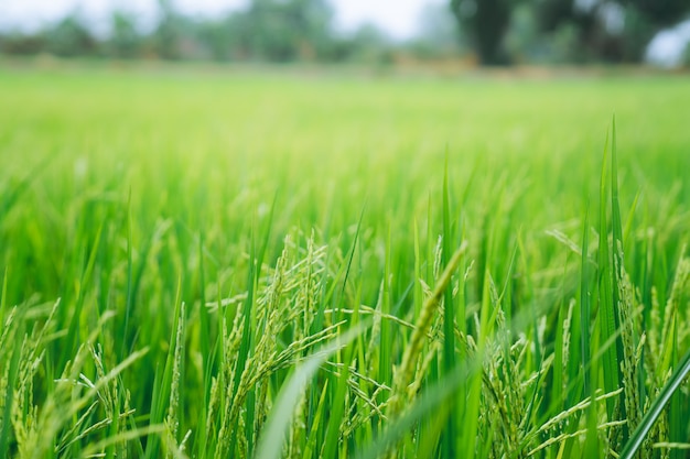 Champ de riz closeup vert sur fond flou