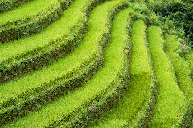 Champ de riz en courbe en montagne