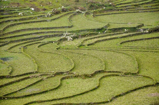 Champ de riz dans le nord du Vietnam au printemps