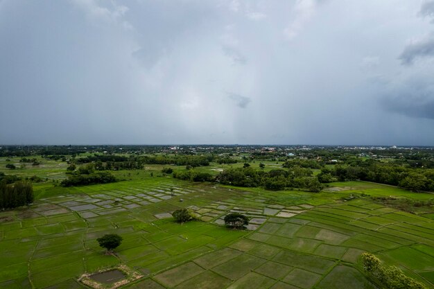 Champ de riz dans une région locale de la Thaïlande