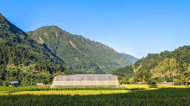 Photo un champ de riz dans un village du népal