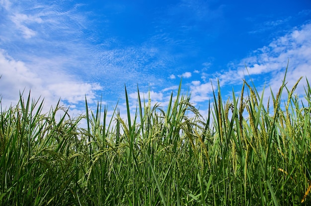 Un champ de riz est vu contre un ciel bleu.