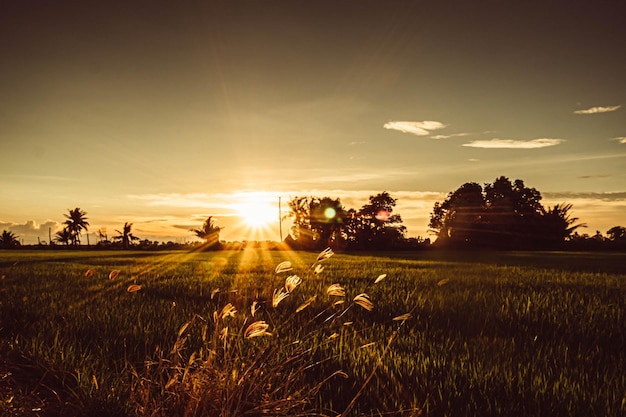 Champ de riz et fond de ciel au coucher du soleil avec des rayons de soleil