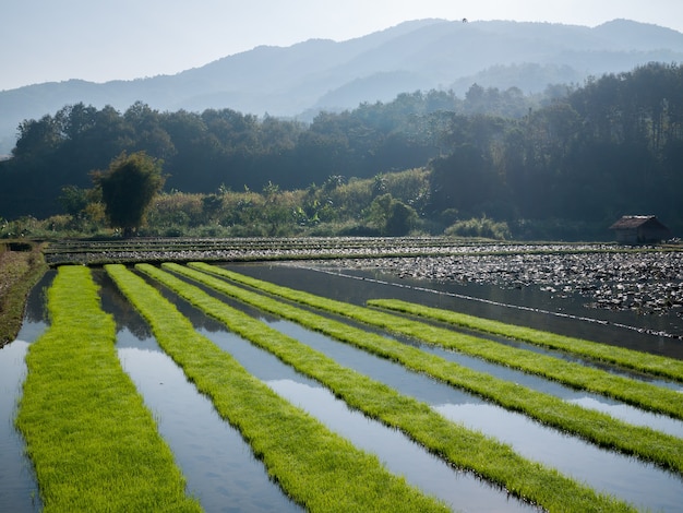 Champ de riz avec fond de montagne