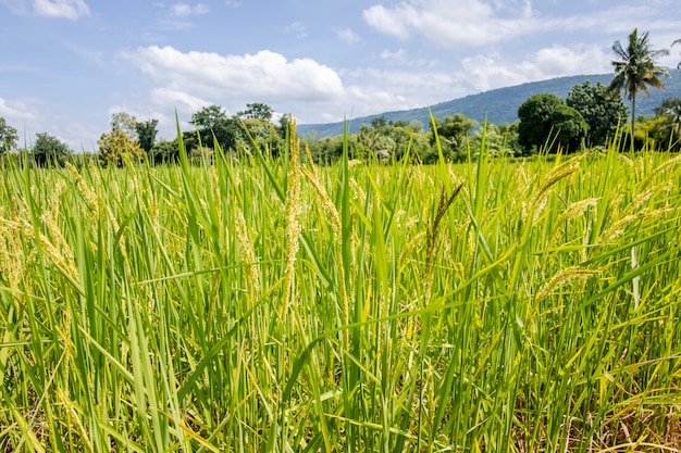 Champ de riz et fond de montagne.