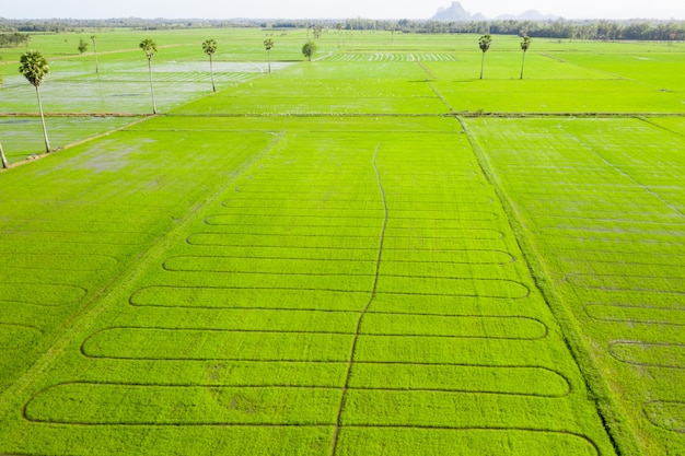 Champ de riz herbe verte ciel bleu nuage paysage nuageux