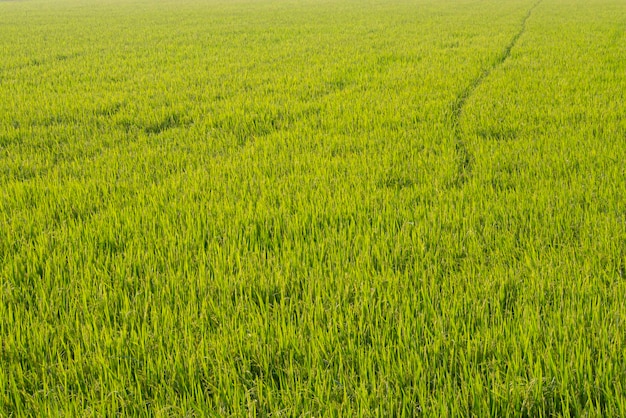 Champ de riz à l'heure du lever du soleil pour le fond Aube sur le champ de blé vert