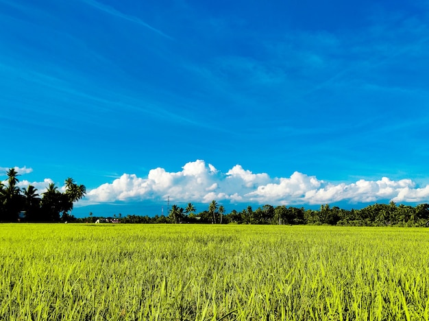 Champ de riz en journée ensoleillée