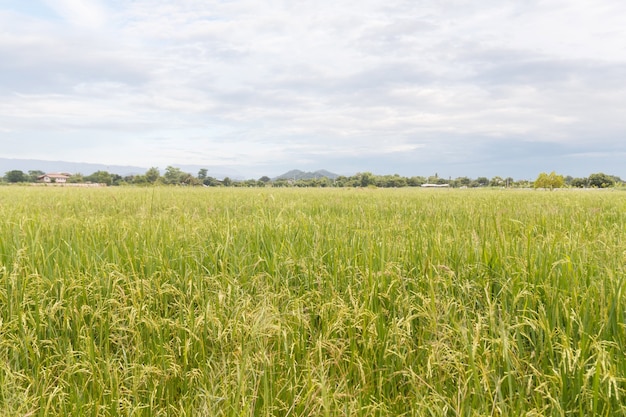 Champ de riz en journée ensoleillée