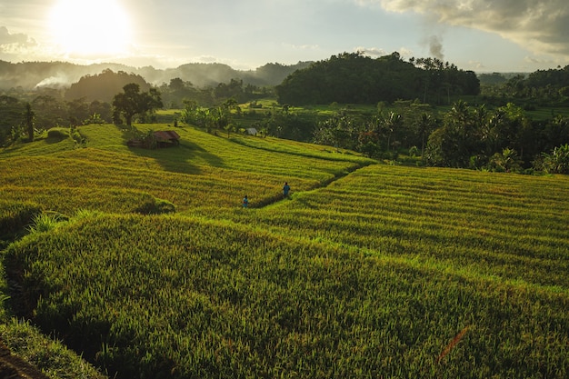 Champ de riz et lumière du coucher du soleil. Bali, Indonésie.