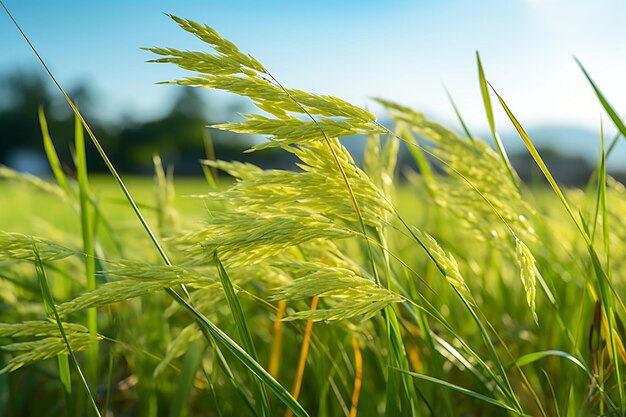 Le champ de riz luxuriant est l'essence de l'agriculture.