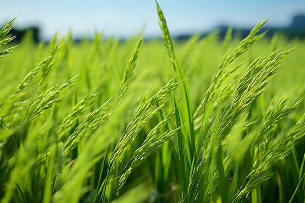 Le champ de riz luxuriant est l'essence de l'agriculture.