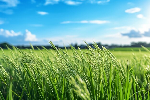 Le champ de riz luxuriant est l'essence de l'agriculture.