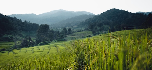 Champ de riz le matin en asie