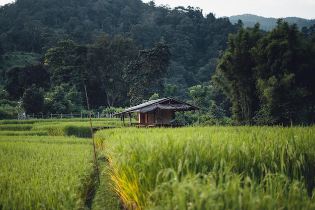 Champ de riz le matin en asie