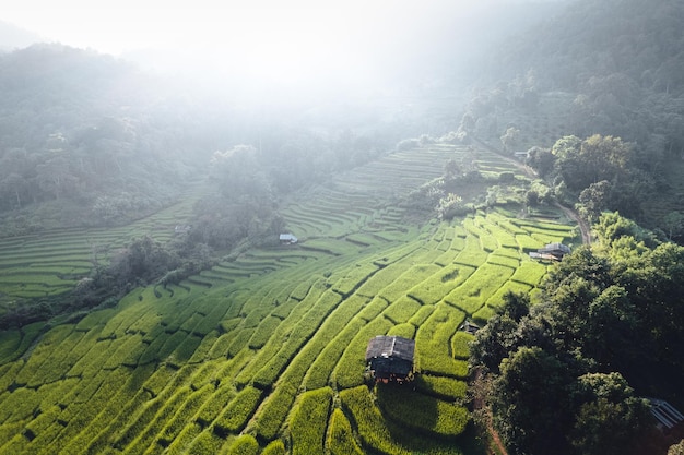 Champ de riz le matin en asie