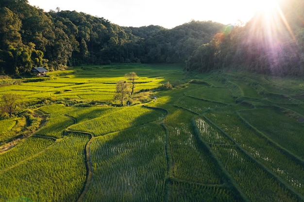 Champ de riz Moody Green avec lumière du soir sous forme d'abobe