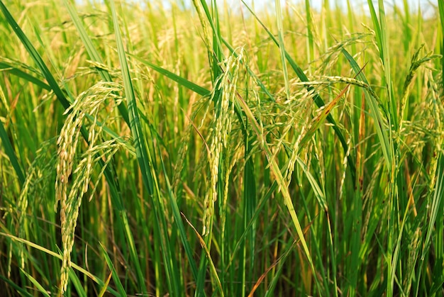 Champ de riz paddy avec fond nuage