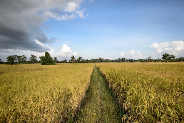 champ de riz paddy prêt pour la récolte.