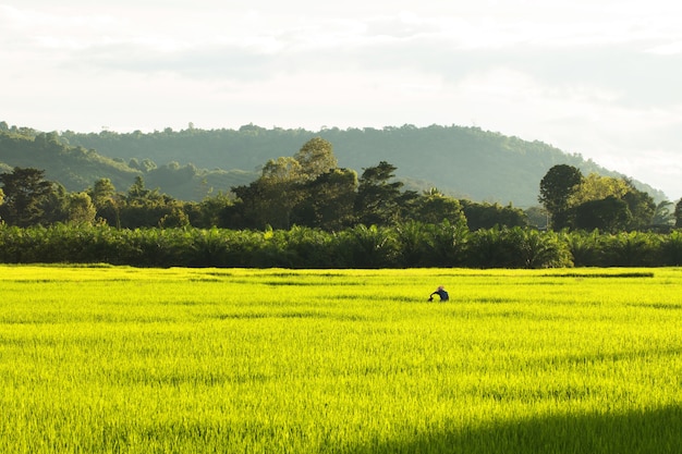 Champ de riz paddy en Thaïlande pays