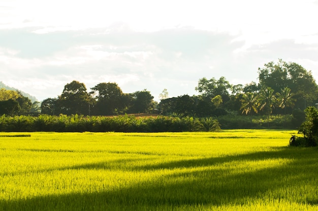 Champ de riz paddy en Thaïlande pays