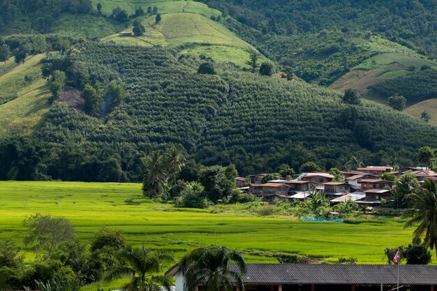 Champ de riz paddy en Thaïlande pays