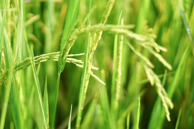 Champ de riz paddy en Thaïlande