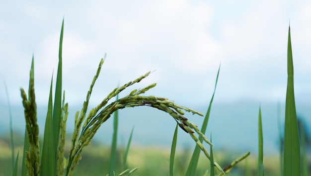 Photo champ de riz paddy vert
