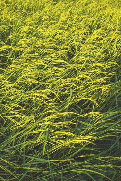 Champ de riz paddy