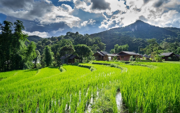 Champ de riz de paysage à Chiang Mai
