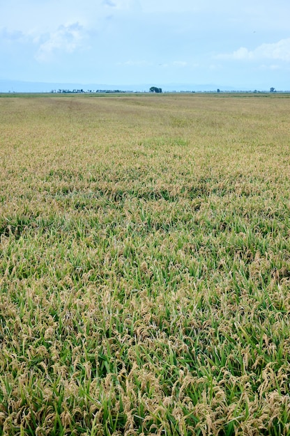 Photo le champ de riz pousse et produit des grains dans les rizières, tir vertical