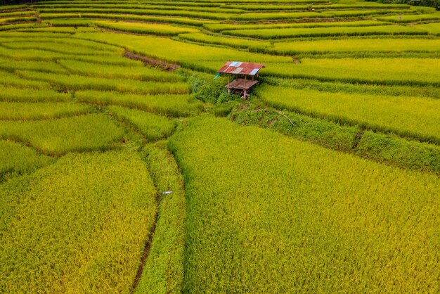 champ de riz à Sapan Bo Kluea Nan, en Thaïlande