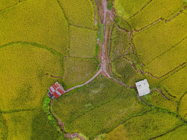 champ de riz à Sapan Bo Kluea Nan, en Thaïlande