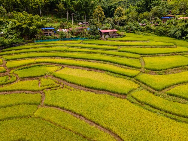 champ de riz à Sapan Bo Kluea Nan, en Thaïlande