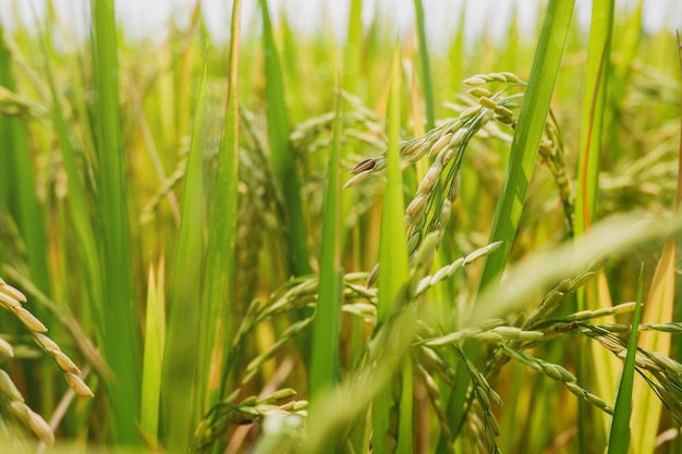 Champ de riz se bouchent