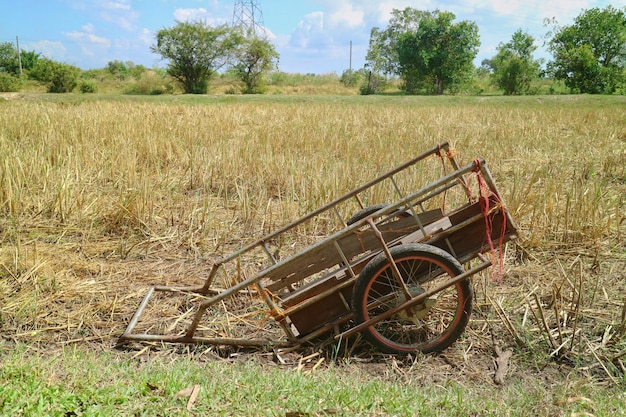 Champ de riz sec avec vieux chariot