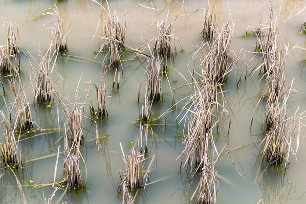 Champ de riz sous l'eau dans le village de Chengyang