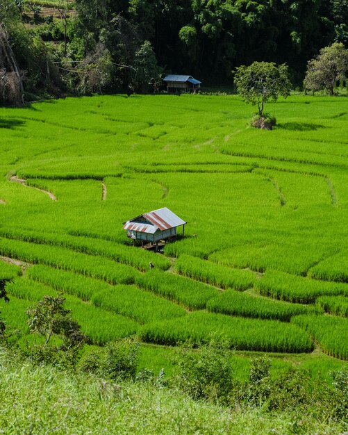 Un champ de riz en terrasse à Chiangmai, en Thaïlande