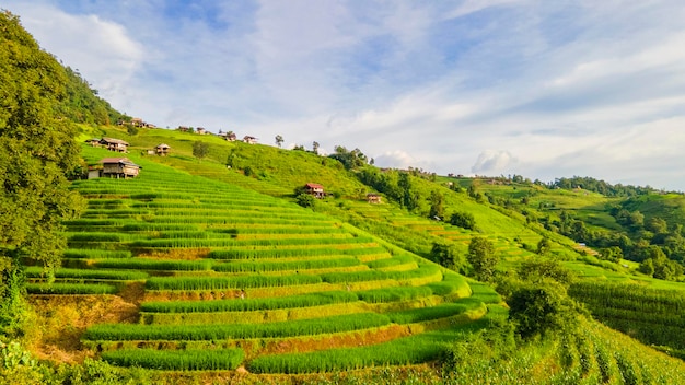 Champ de riz en terrasse vert incurvé à Chiangmai, en Thaïlande