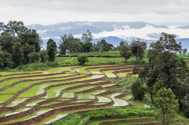 Champ de riz en terrasses vertes à Pa Pong Pieng, Mae Chaem, Chiang Mai, Thaïlande