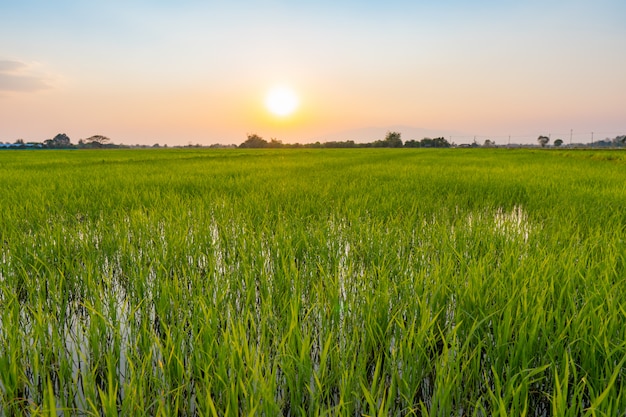 Champ de riz vert au coucher du soleil