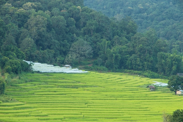 Champ de riz vert à chiangmai, Thaïlande