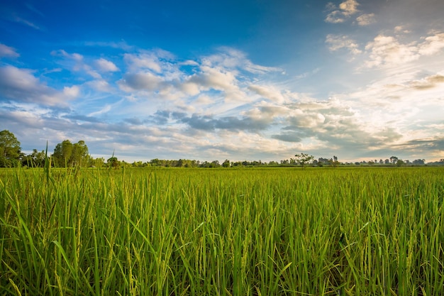 Champ de riz vert avec ciel du soir