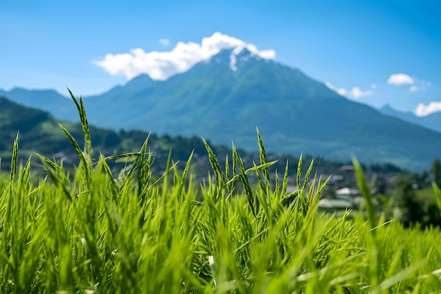 Champ de riz vert avec fond de montagne