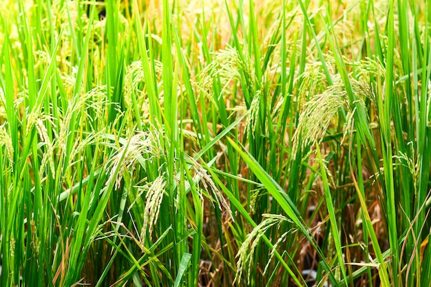 Champ de riz vert jaune - gros plan