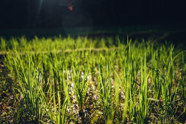 Champ de riz vert avec lumière du soir