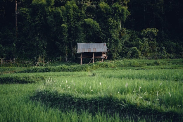 Champ de riz vert avec lumière du soir