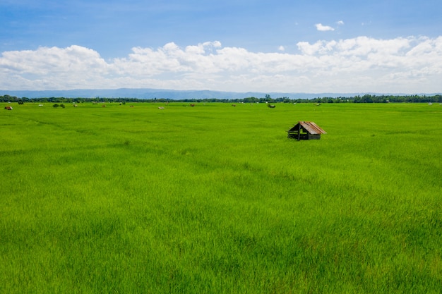 Champ de riz vert