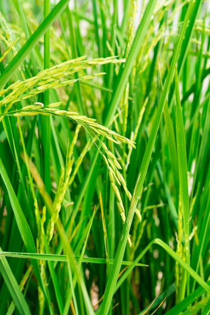 Champ de riz vert