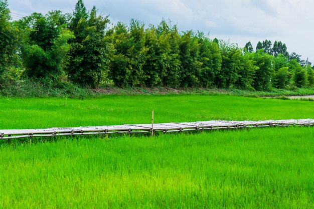 Champ de riz vert